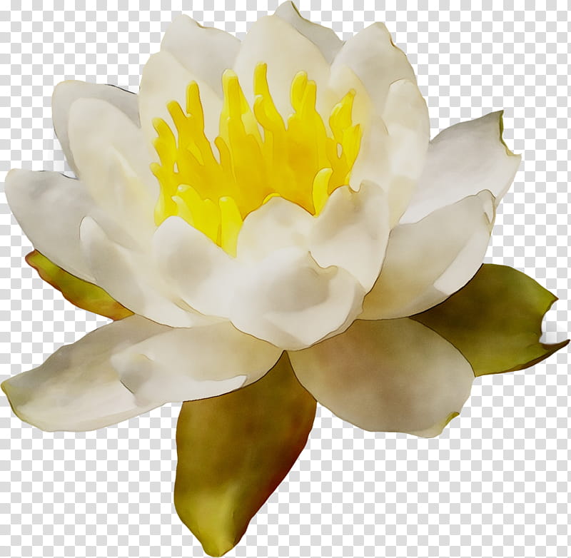 White Lily Flower, Peony, Fragrant White Water Lily, Petal, Yellow, Plant, Aquatic Plant, Sacred Lotus transparent background PNG clipart