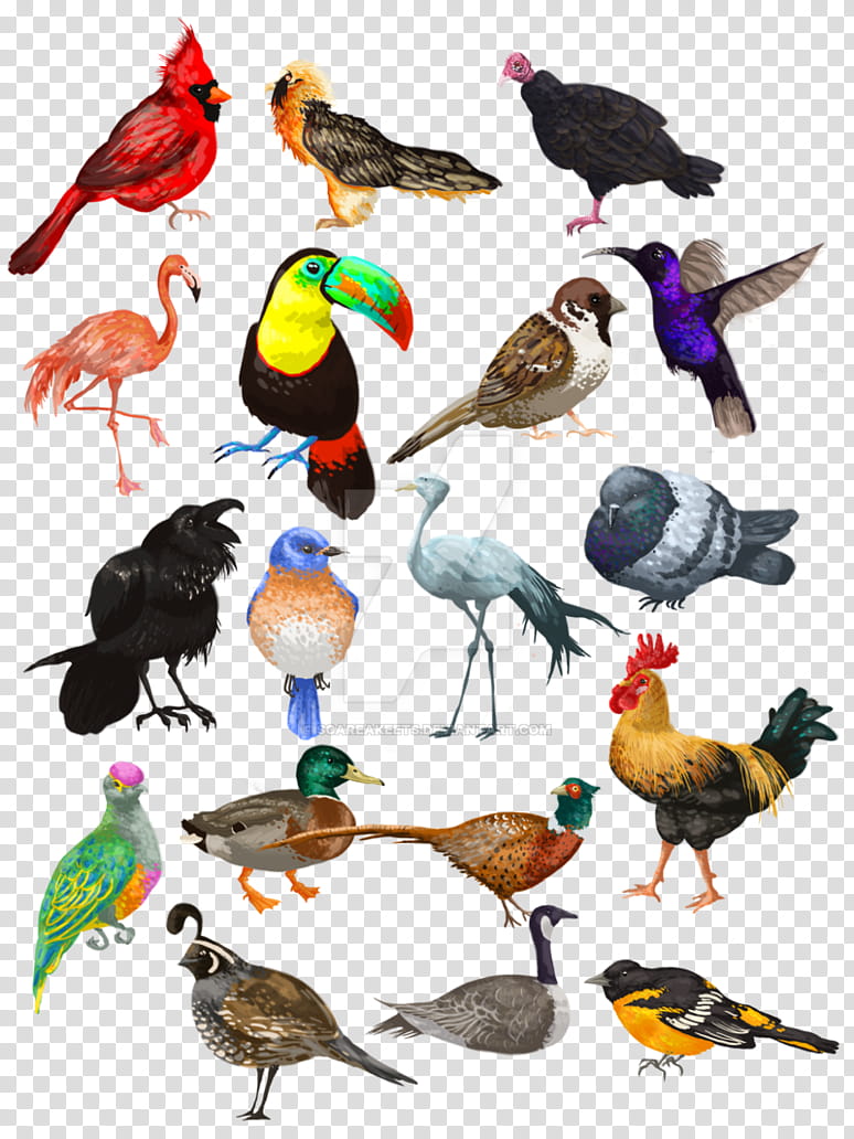 Bird, Artist, Beak, Feather, Fat Pigeon Bar Hop, Scroll, Chicken As Food transparent background PNG clipart