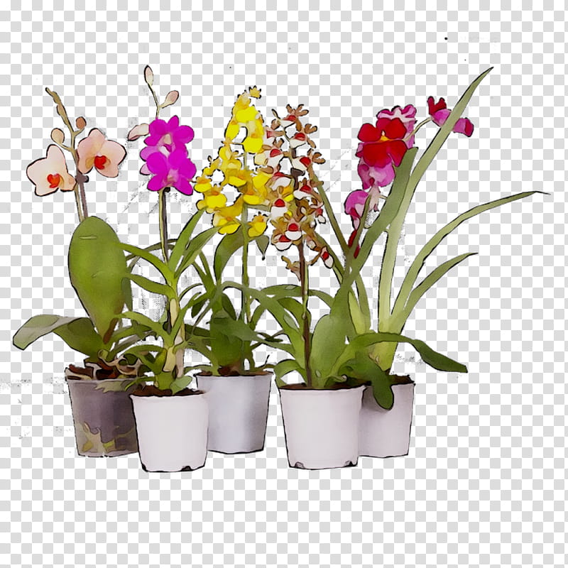 Flowers, Moth Orchids, Cattleya Orchids, Flowerpot, Cut Flowers, Houseplant, Dendrobium, Terrestrial Plant transparent background PNG clipart