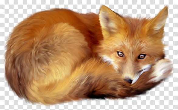 Fox, brown fox transparent background PNG clipart
