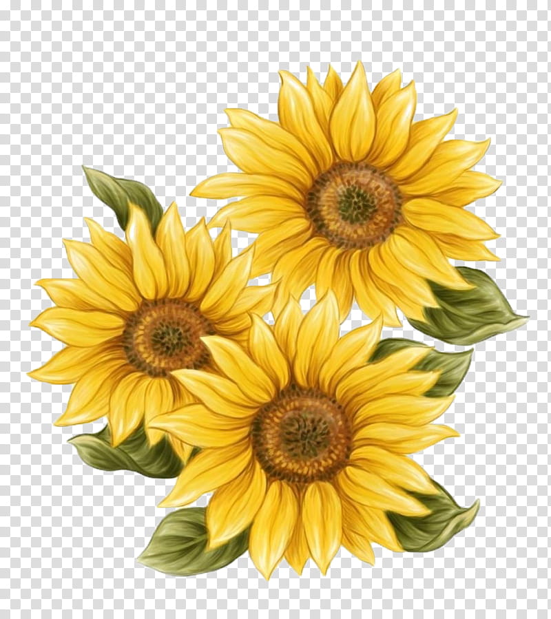 blooming yellow sunflower drawing transparent background PNG clipart