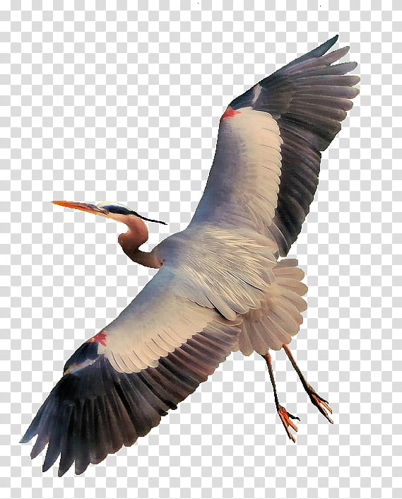 Egrets , grey heron flying illustration transparent background PNG clipart