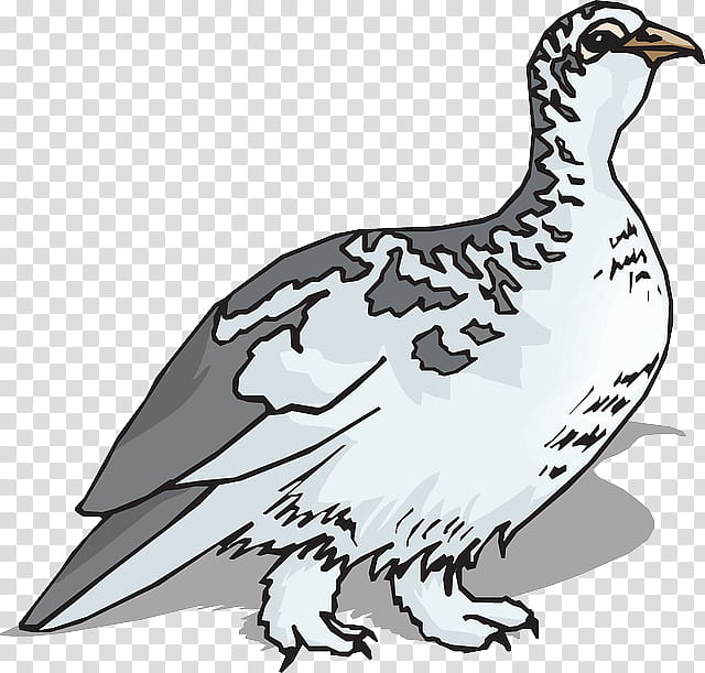 Bird Wing, Rock Ptarmigan, Willow Ptarmigan, Feather, California Quail, Grouse, Landfowl, Ptarmigans transparent background PNG clipart