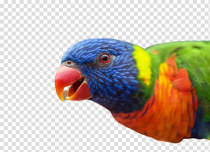 Colorful, Parrot, Bird, Exotic Bird, Tropical Bird, Macaw, Parakeet, Loriini transparent background PNG clipart