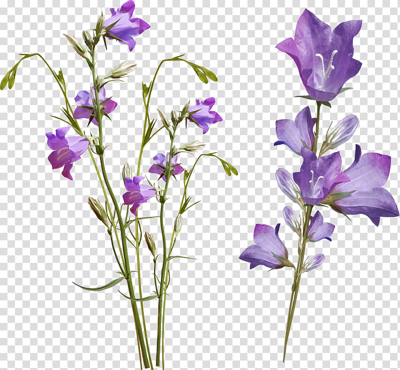 Purple Watercolor Flower, Choix Des Plus Belles Fleurs, Watercolor Painting, Plant, Violet, Cut Flowers, Flora, Iris transparent background PNG clipart