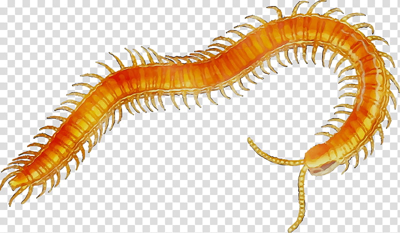 House, Scolopendra Gigantea, Centipedes, Millipedes, House Centipede, Video Games, Drawing, Ringedworm transparent background PNG clipart