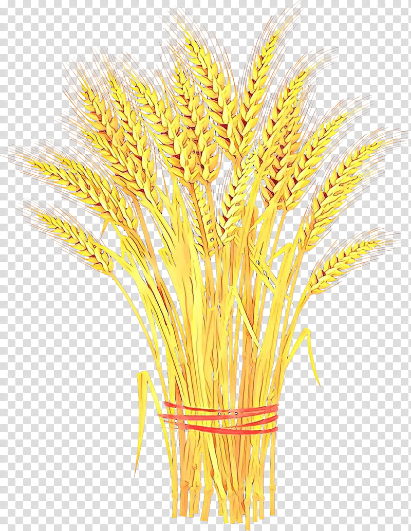 Wheat, Sheaf, Cereal, Ear, Grain, Agriculture, Harvest, Caryopsis transparent background PNG clipart