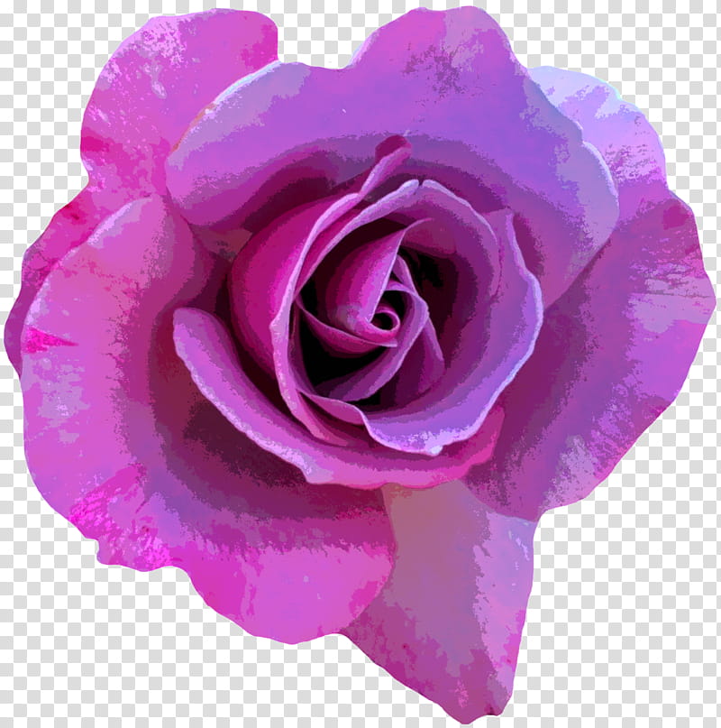 Garden roses, Pink, Petal, Flower, Purple, Hybrid Tea Rose, Violet, Rose Family transparent background PNG clipart