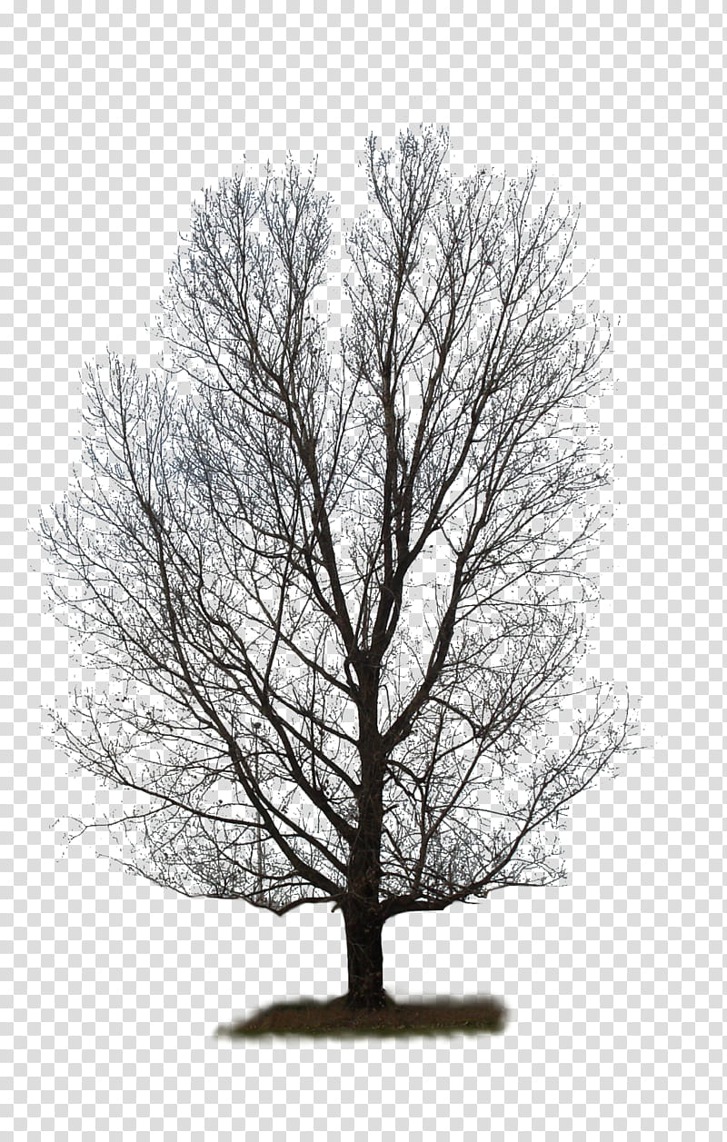 Tree  , black bare tree illustration transparent background PNG clipart