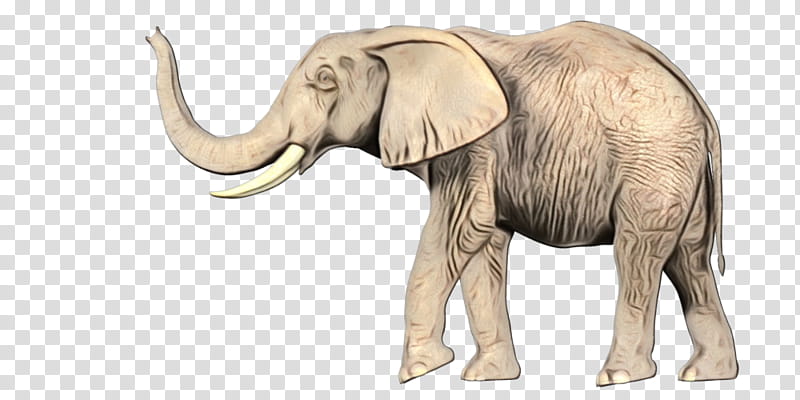 Elephant, African Elephant, Indian Elephant, Cattle, Tusk, Wildlife, Animal, Animal Figure transparent background PNG clipart