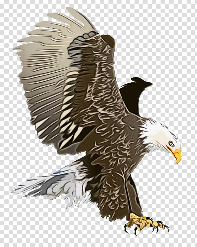 Bird Drawing, Bald Eagle, Golden Eagle, Blog, Bird Of Prey, Accipitridae, Beak, Kite transparent background PNG clipart