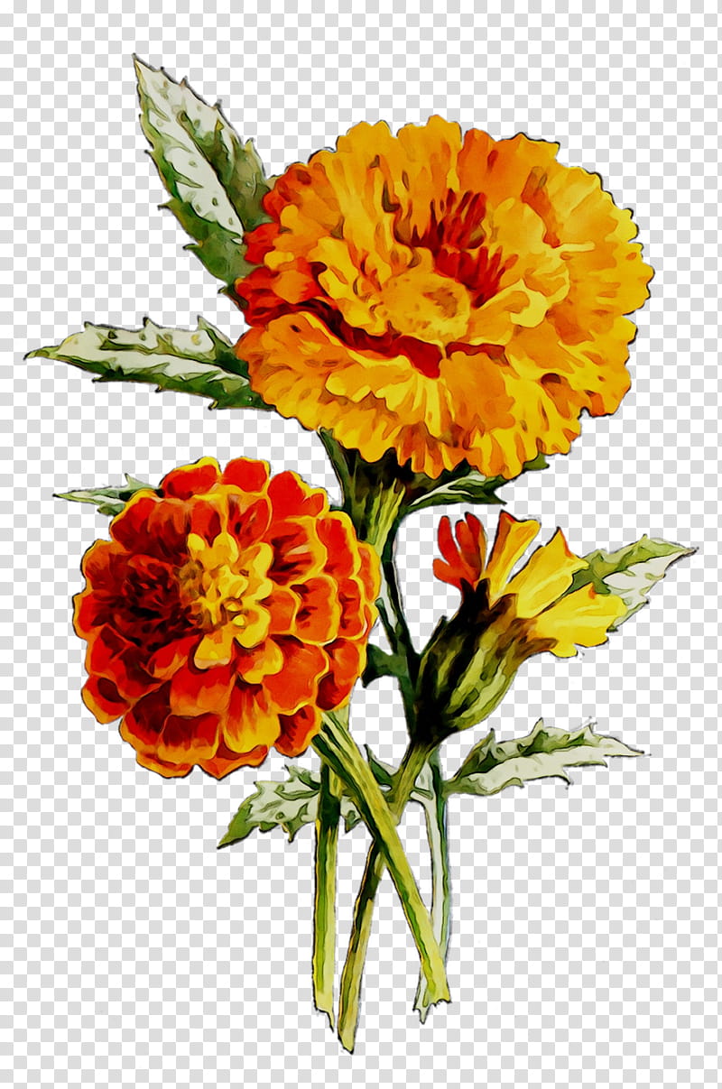 Floral Flower, English Marigold, Floral Design, Oil, Cut Flowers, Huile De Noyaux, Huile De Cumin Noir, Herbal Distillate transparent background PNG clipart