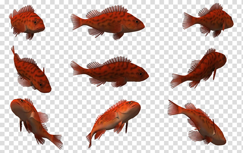 Fish Set , nine orange fish illustration transparent background PNG clipart