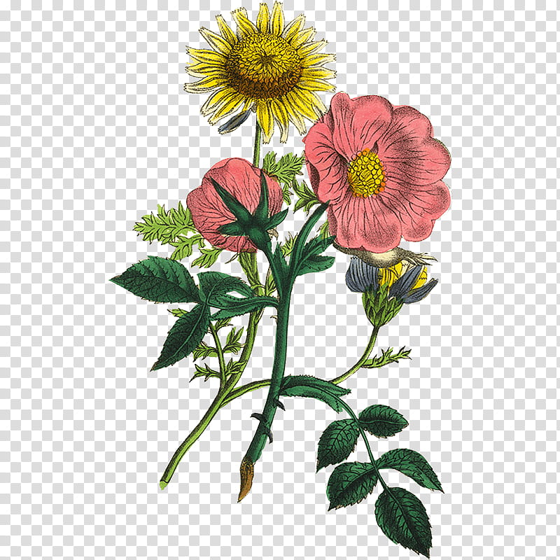 Rose Illustration, Flower Illustration, Painting, Poster, Chamomile, Plant, Petal, Prickly Rose transparent background PNG clipart