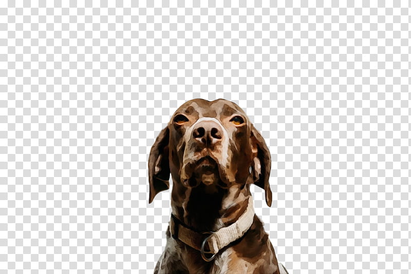 dog sporting group pointer german shorthaired pointer hunting dog, Watercolor, Paint, Wet Ink transparent background PNG clipart