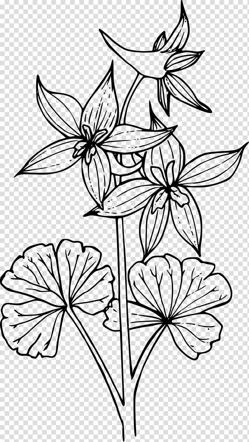 Black And White Flower, Drawing, Line Art, Coloring Book, Doodle, Painting, Larkspur, Black And White transparent background PNG clipart