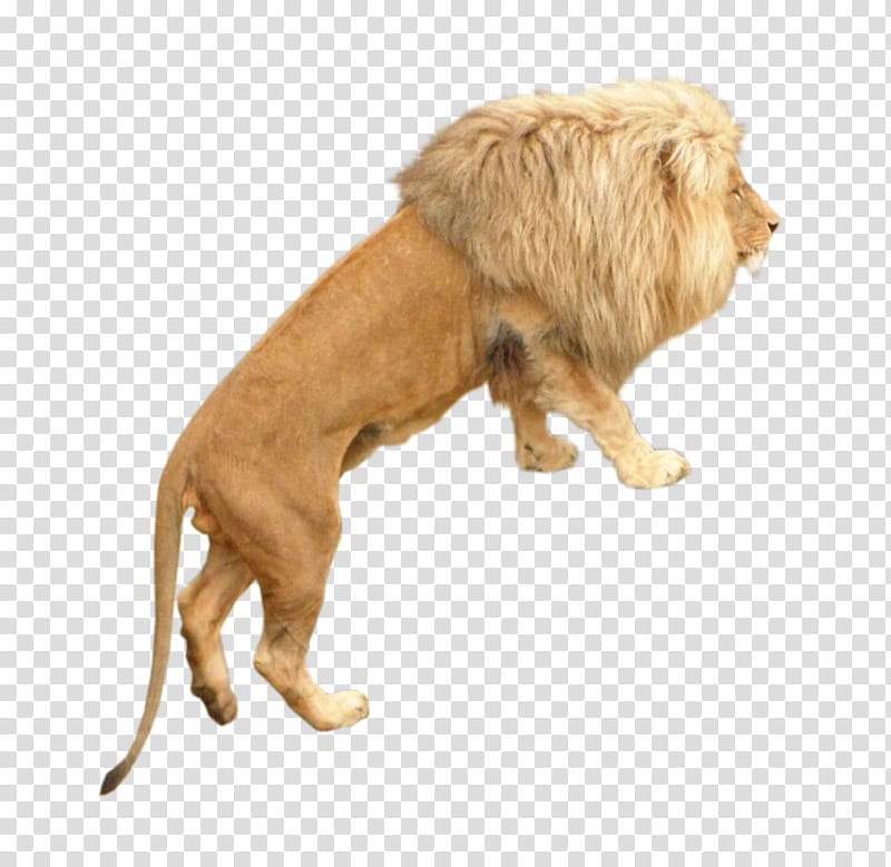 Lion Male , brown lion transparent background PNG clipart