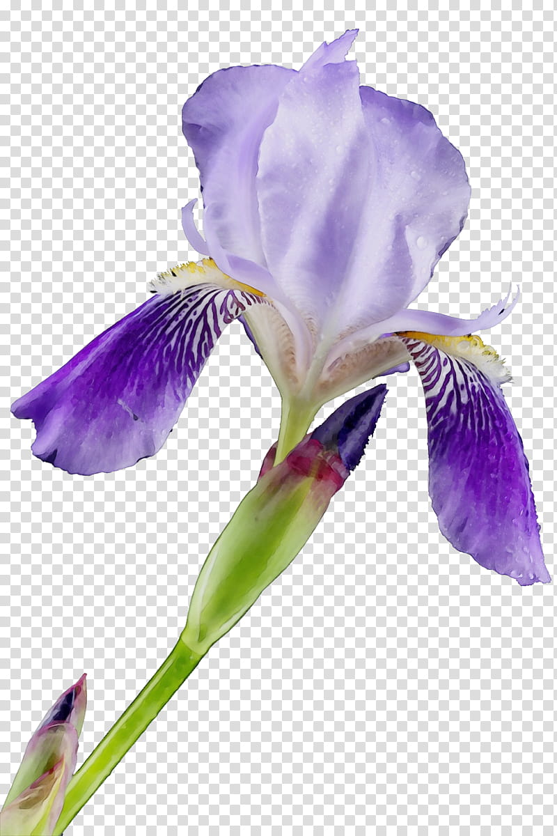 flower flowering plant petal plant algerian iris, Watercolor, Paint, Wet Ink, Violet, Iris Versicolor, Purple, Orris Root transparent background PNG clipart