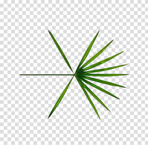 SHARE EXO The War Ko Ko Bop Logo , green palm leaf transparent background PNG clipart