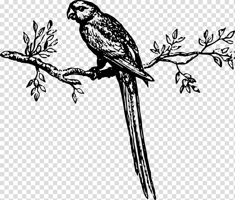 Bird Parrot, Feather, Flower, Plant Stem, Beak, Plants, Branch, Twig transparent background PNG clipart