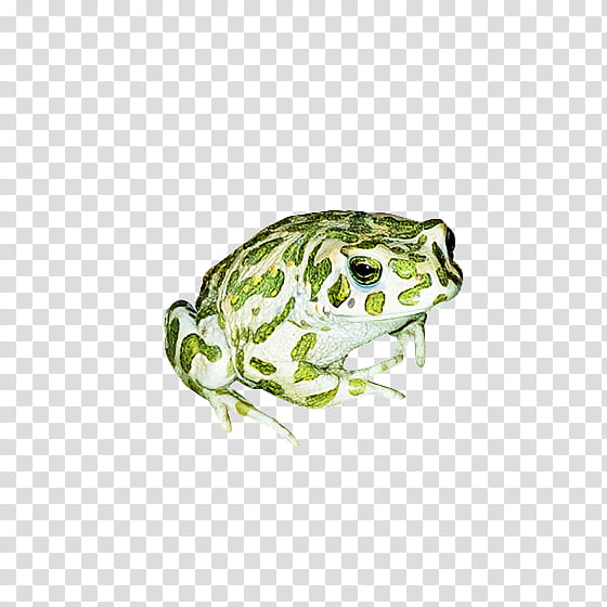 Frog, True Frog, Toad, Tree Frog, Reptile, Northern Leopard Frog, Bufo, Hyla transparent background PNG clipart