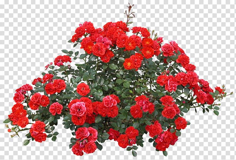 Bouquet Of Flowers Drawing, Rose, Shrub, Garden Roses, Plants, Red, Rose Family, Floribunda transparent background PNG clipart