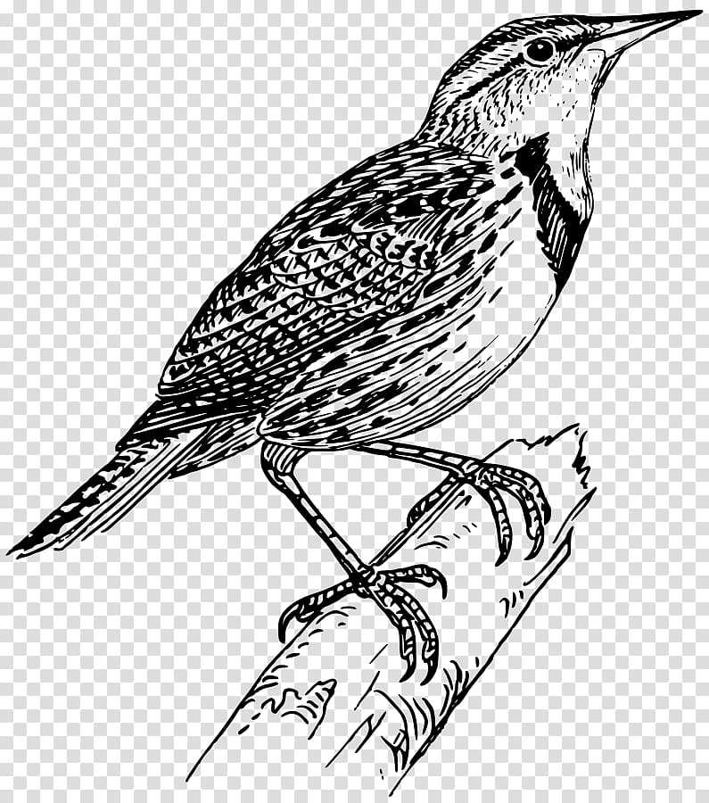 Bird Line Drawing, Lark, Meadowlarks, Line Art, Beak, Eastern Meadowlark, Coloring Book, Brown Thrasher transparent background PNG clipart