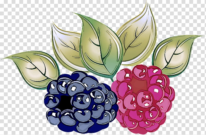 berry fruit plant blackberry grape, Food, Grapevine Family, Vitis, Flower, Rubus transparent background PNG clipart