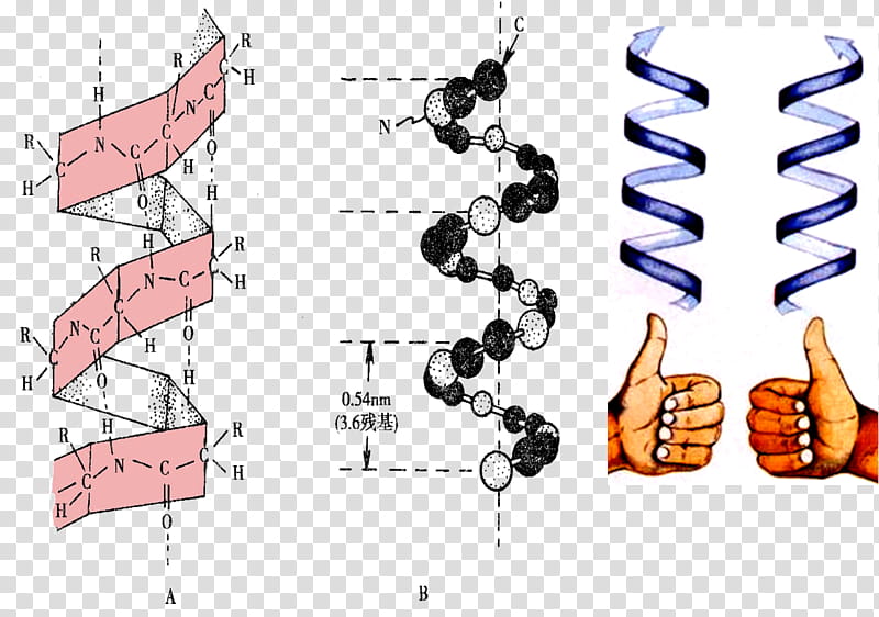 Helix Text, Protein, Peptide, Protein Secondary Structure, Amino Acid, Angle, Alpha Helix, Protein Folding transparent background PNG clipart