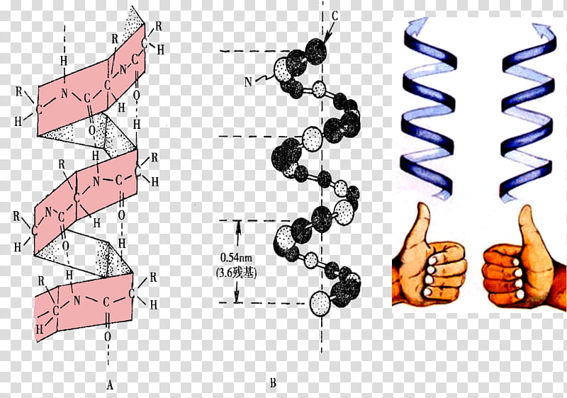 alpha helix and beta sheet ppt