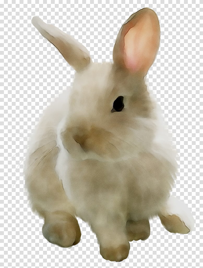 Animals, Hare, Whiskers, Snout, Rabbit, Rabbits And Hares, Snowshoe Hare, Animal Figure transparent background PNG clipart