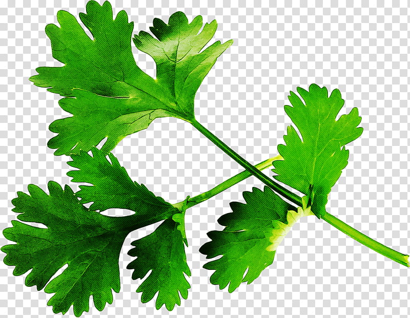 Cartoon Plane, Parsley, Coriander, Herb, Garnish, Food, Vegetable, Thyme transparent background PNG clipart