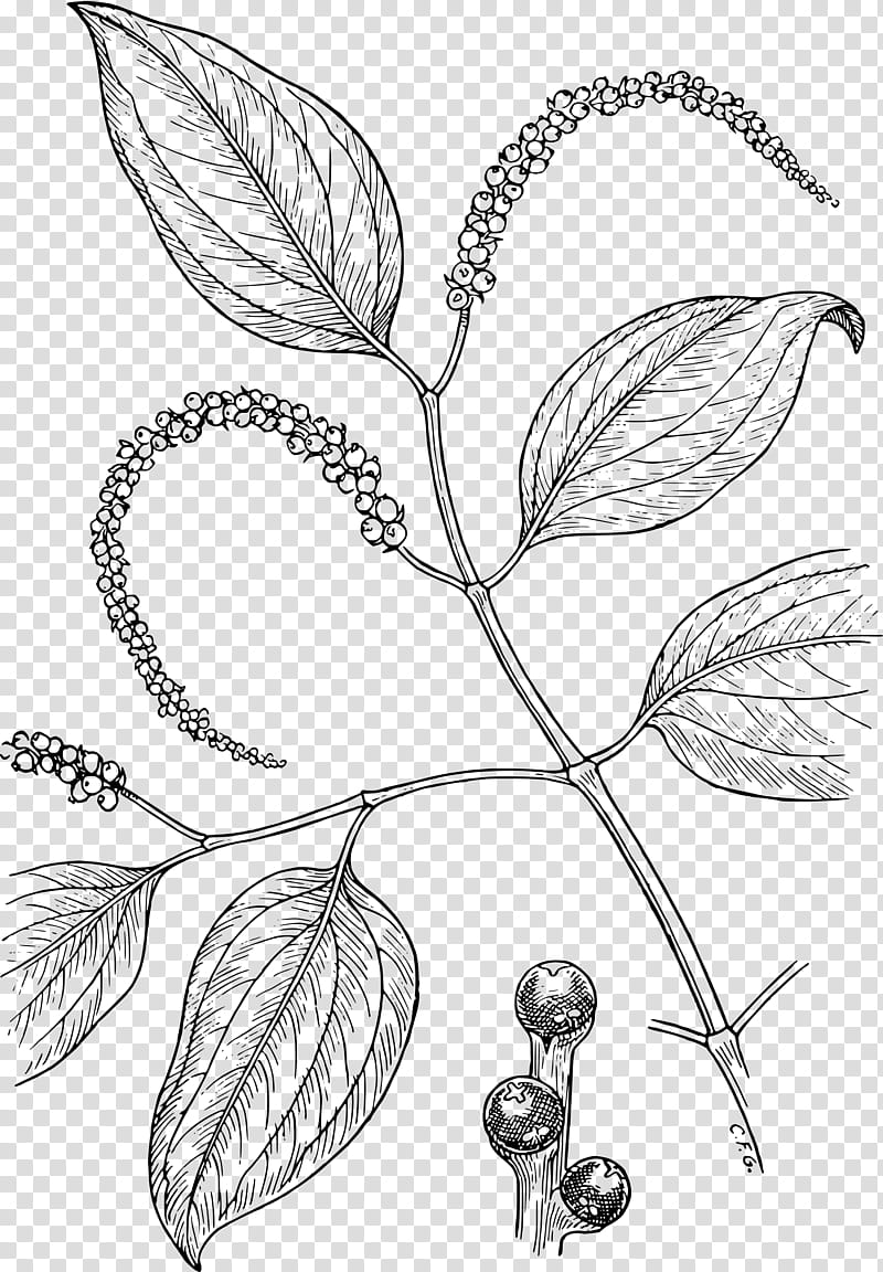 Black And White Flower, Plants Vs Zombies 2 Its About Time, Black Pepper, Drawing, Condiment, Black And White
, Spice, Chili Pepper transparent background PNG clipart
