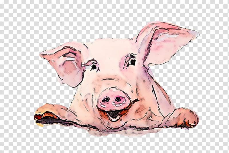 suidae pink nose snout live, Watercolor Pig, Live, Drawing transparent background PNG clipart