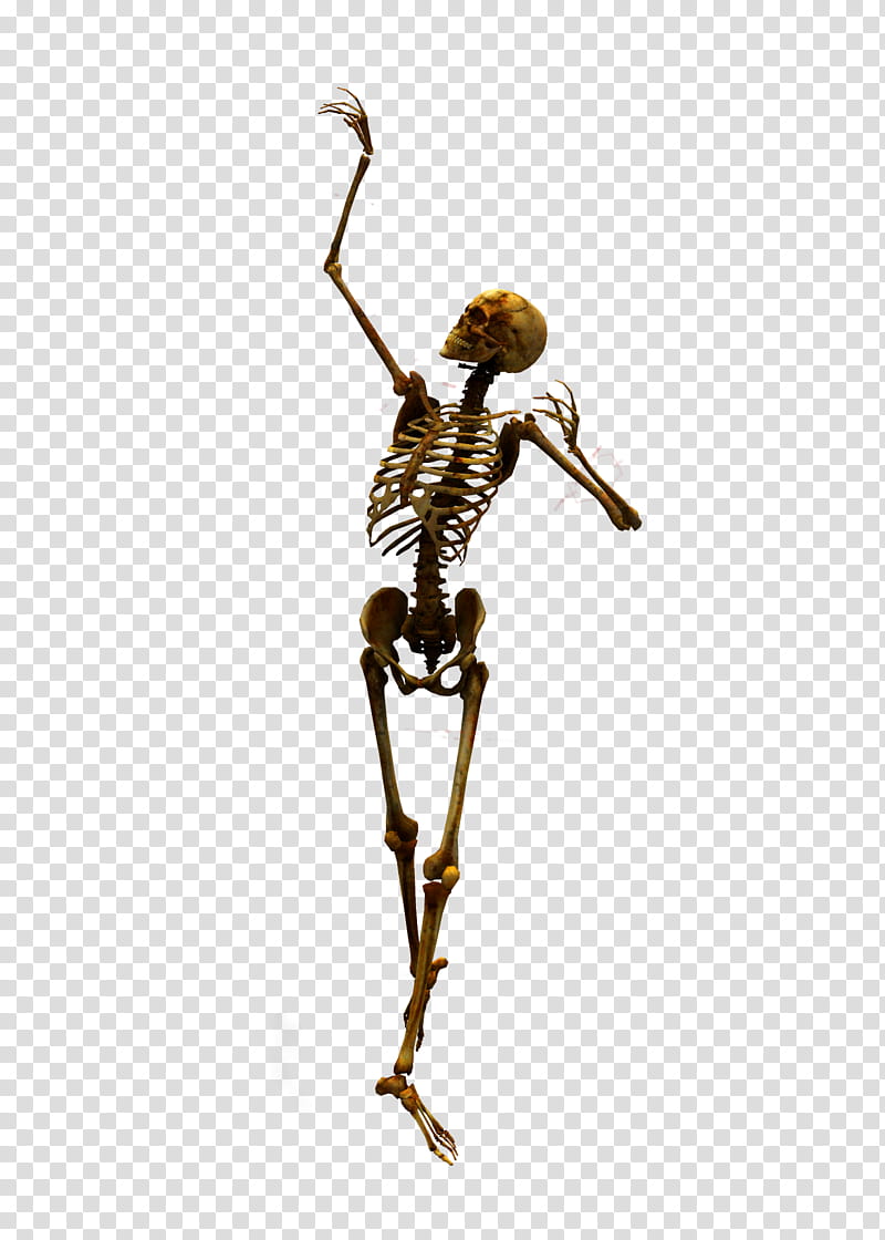 E S Bones II, human skeleton transparent background PNG clipart