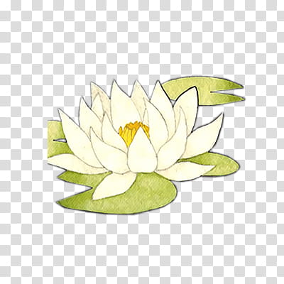 Goldfishes and lotus xp, white petaled flower illustration transparent background PNG clipart