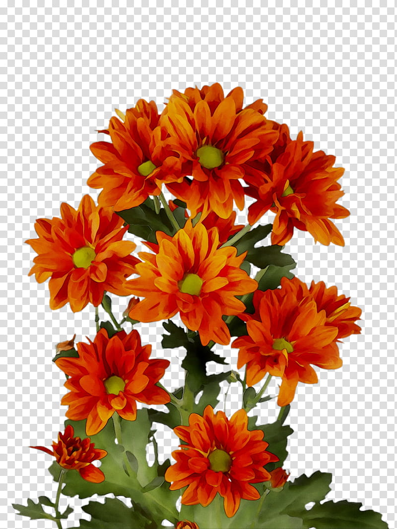 Bouquet Of Flowers, Chrysanthemum, Transvaal Daisy, Floral Design, Cut Flowers, Dahlia, Annual Plant, Orange Sa transparent background PNG clipart