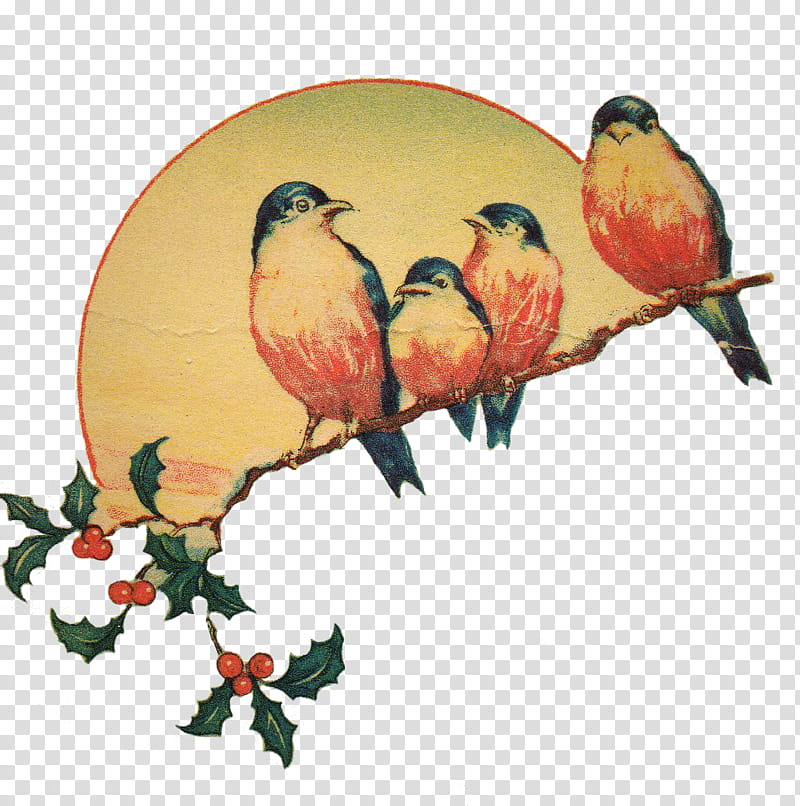 Lovebird, Songbird, Finch, Branch, Beak, Perching Bird, Plant, Parrot transparent background PNG clipart