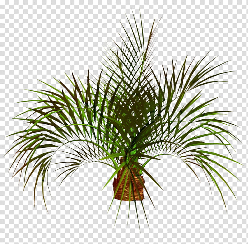 Pine Tree Silhouette, Palm Trees, Date Palm, Embryophyte, Grasses, Oil Palms, Spider Lilies, Arecales transparent background PNG clipart