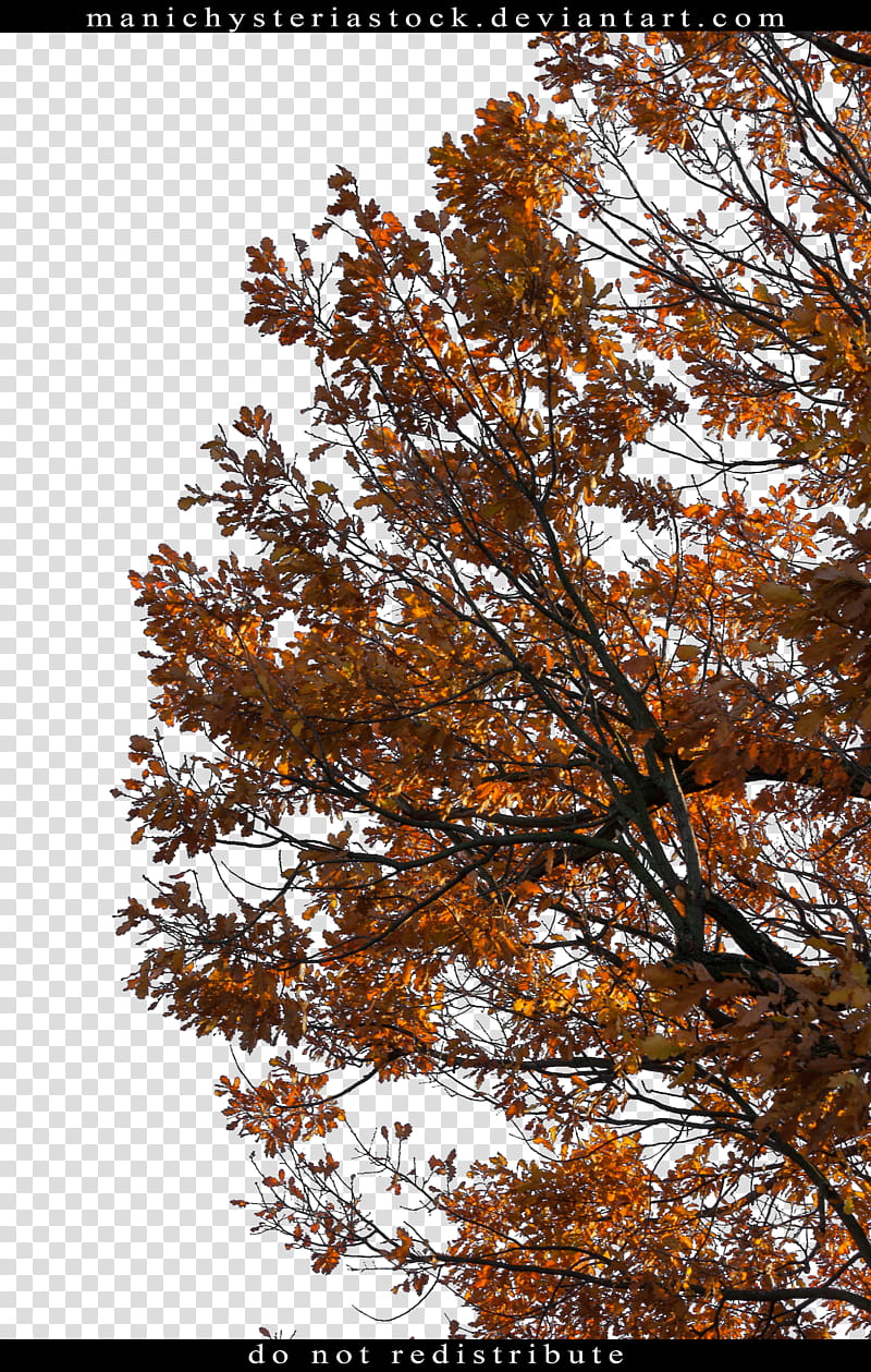 Oak Tree Foliage Autumn Cut Out, brown-leafed tree screenshot transparent background PNG clipart