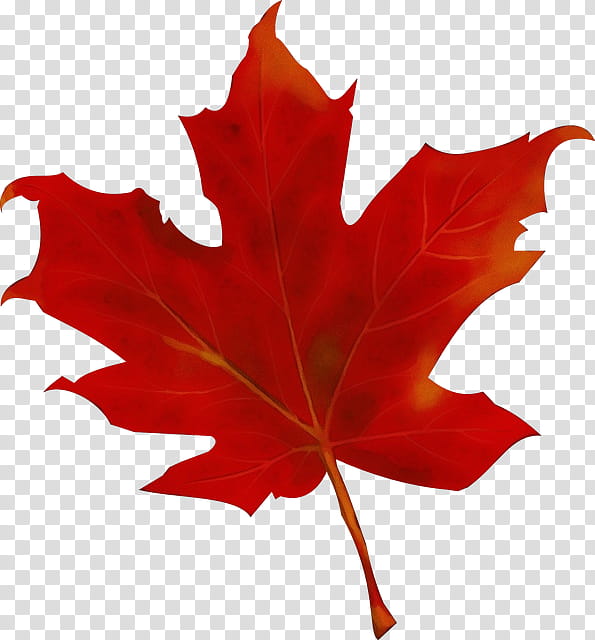 Red Maple Leaf, Watercolor, Paint, Wet Ink, Autumn, Sticker, Tshirt, Autumn Leaf Color transparent background PNG clipart