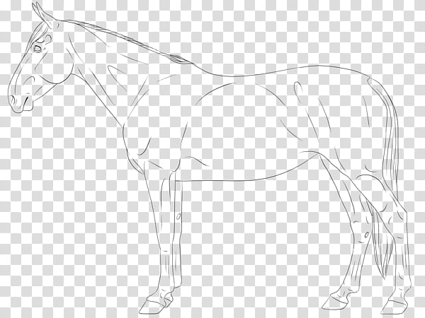 Trotter Mare transparent background PNG clipart