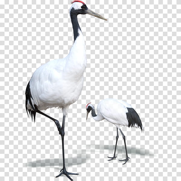 Crane Bird, Widescreen, 8K Resolution, 169 Aspect Ratio, Cranelike Bird, Beak, Whooping Crane, Neck transparent background PNG clipart