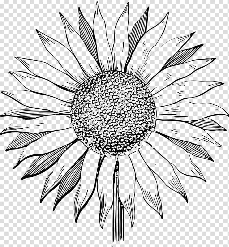 Drawing Of Family, Line Art, Sunflower, Blackandwhite, Plant, Closeup, Asterales, Daisy Family transparent background PNG clipart