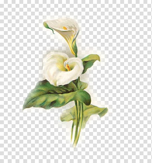 Easter Lily, Flower, Arumlily, Arum Lilies, Easter
, , Drawing, White transparent background PNG clipart