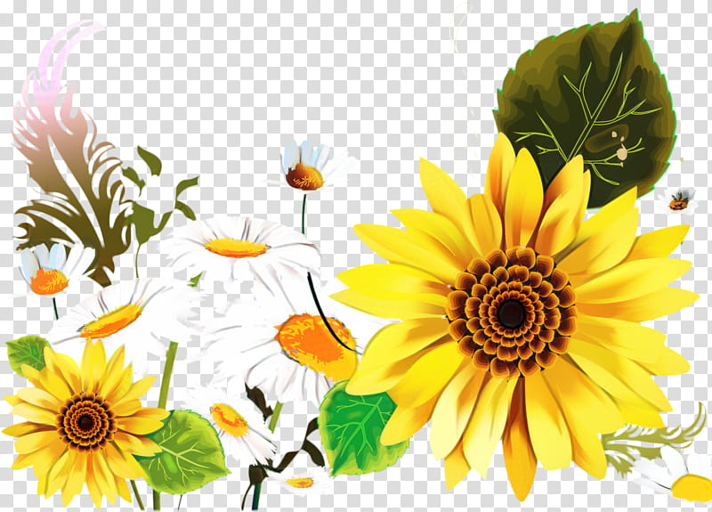 Flowers, Chamomile, Bonjour, Daisy Family, Tuesday, Blog, Kiss, Sunflower transparent background PNG clipart