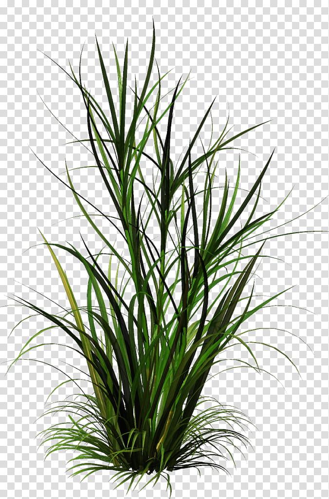 Weed Leaf, Shrub, Plants, Ornamental Grass, Ornamental Plant, Lawn, Fountaingrasses, Flower transparent background PNG clipart