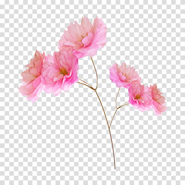 flower power s, pink flowers transparent background PNG clipart