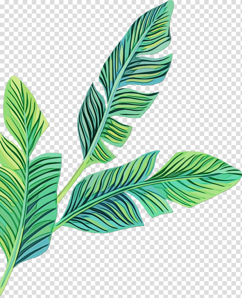 Banana Leaf, Clothing, Tshirt, Angono, Taytay, Windy31, Clothes Shop, Goods transparent background PNG clipart