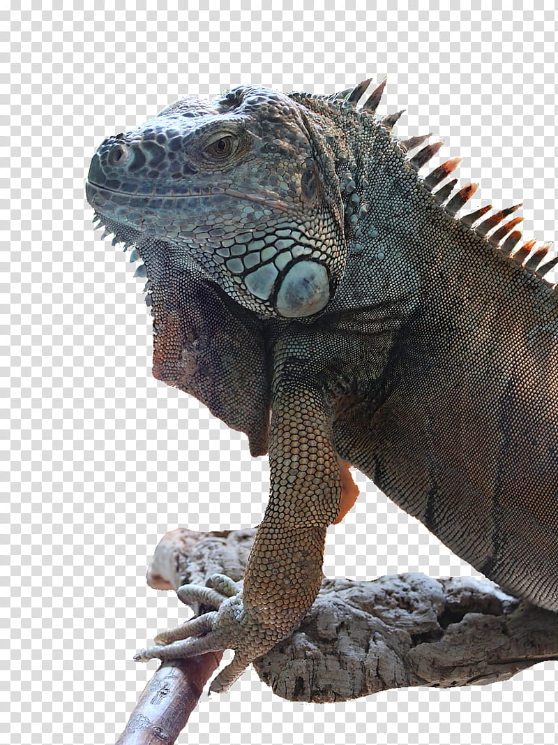 Big iguana transparent background PNG clipart